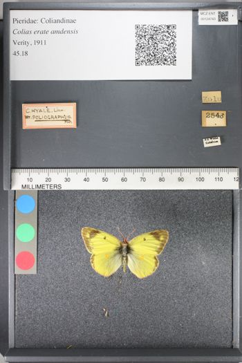 Media type: image;   Entomology 124743